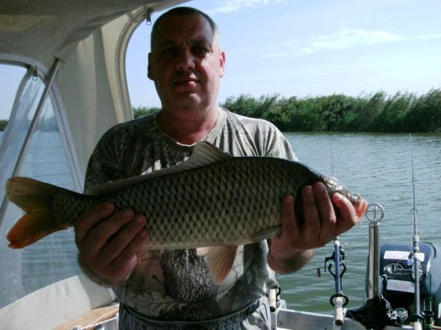 delta rosu 2012 - 530102.jpg